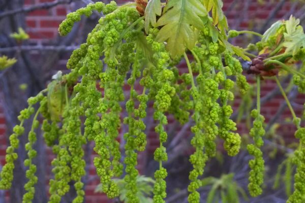 Quercus × ′Crimschmidt′ [sold as Crimson Spire™] - Catkins