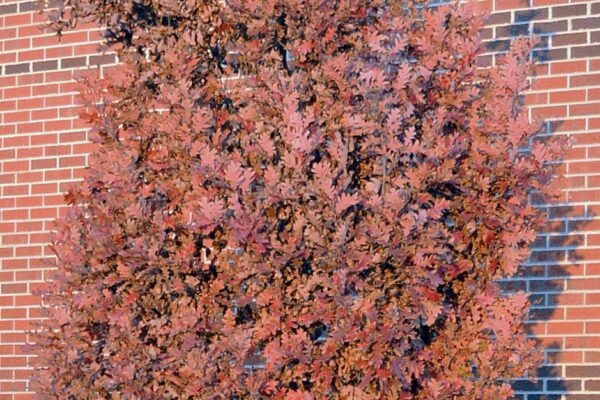 Quercus × ′Crimschmidt′ [sold as Crimson Spire™] - Tree in Fall