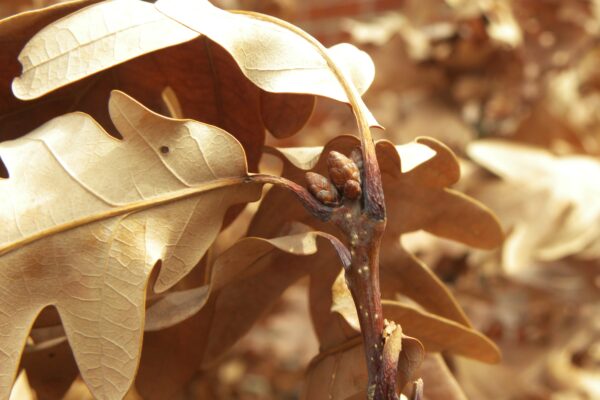 Quercus × ′Crimschmidt′ [sold as Crimson Spire™] - Buds and Old Foliage