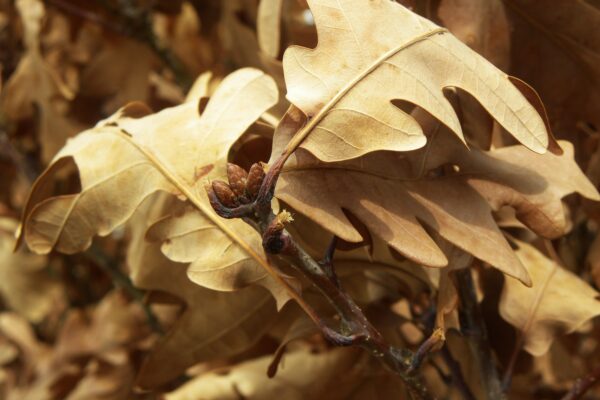 Quercus × ′Crimschmidt′ [sold as Crimson Spire™] - Buds and Old Foliage