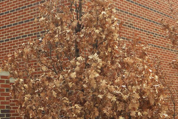 Quercus × ′Crimschmidt′ [sold as Crimson Spire™] - Tree in Winter