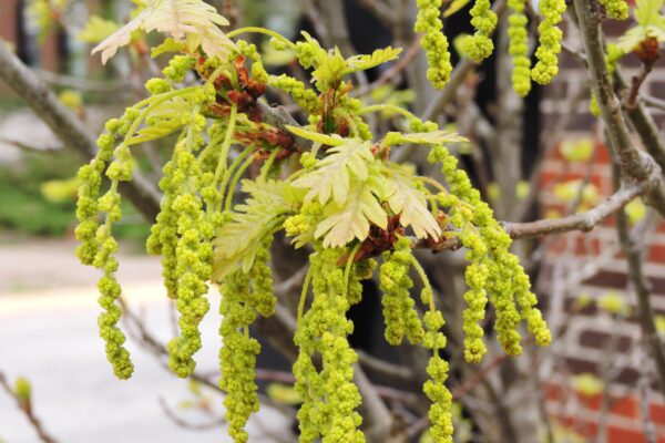 Quercus × ′Crimschmidt′ [sold as Crimson Spire™] - Flowers