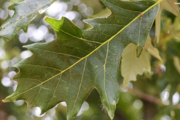 Quercus bicolor - Leaf