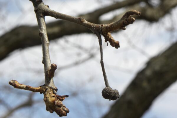 Quercus bicolor - Buds