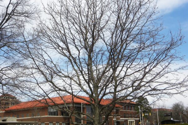 Quercus bicolor - Winter Habit