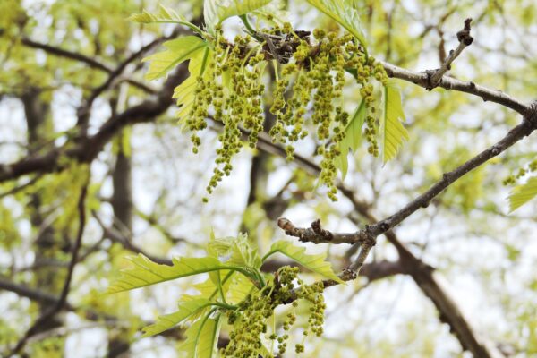 Quercus bicolor - Flowers and Emerging Foliage