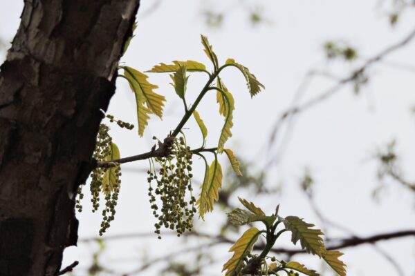 Quercus bicolor - Flowers and Emerging Foliage