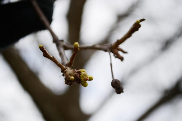 Quercus bicolor - Buds