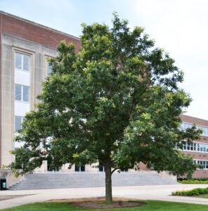 Quercus bicolor - Overall Habit