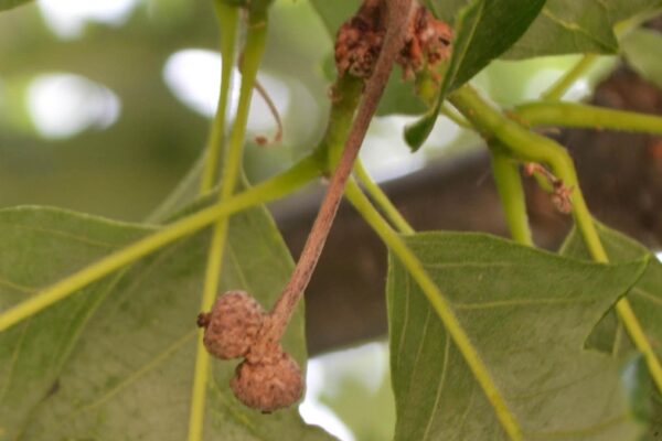 Quercus bicolor - Immature Fruit