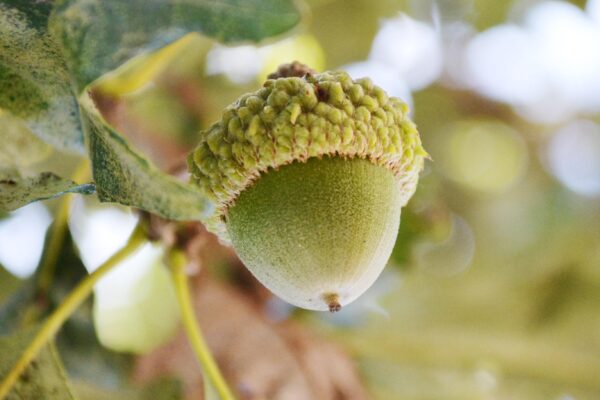 Quercus bicolor - Acorn