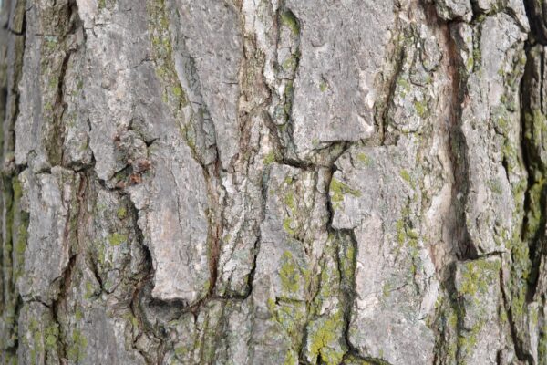 Quercus bicolor - Bark Detail