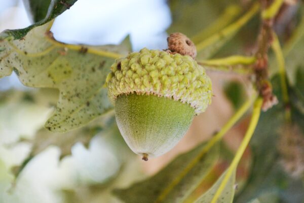 Quercus bicolor - Acorn