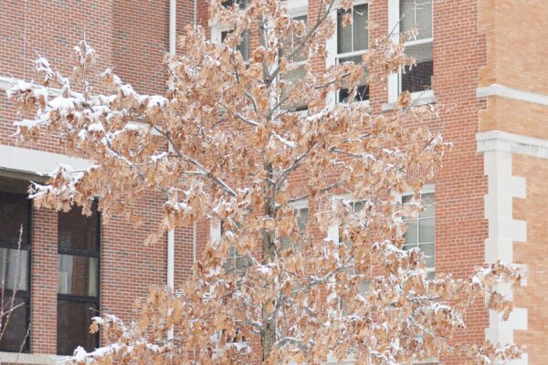 Quercus bicolor - Winter Habit