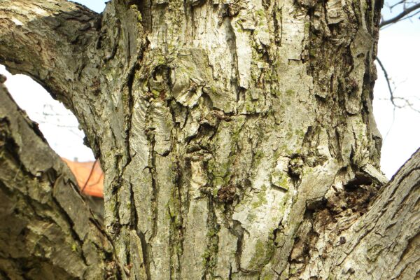 Quercus bicolor - Bark