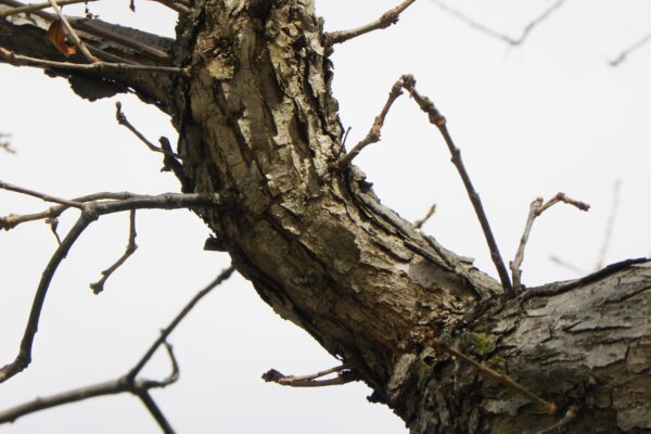 Quercus bicolor - Bark