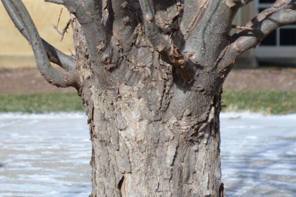 Quercus × warei ′Long′ [sold as Regal Prince®] - Bark