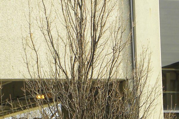 Quercus × warei ′Long′ [sold as Regal Prince®] - Winter Habit