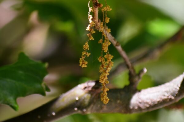 Quercus × warei ′Long′ [sold as Regal Prince®] - Mature Flowers