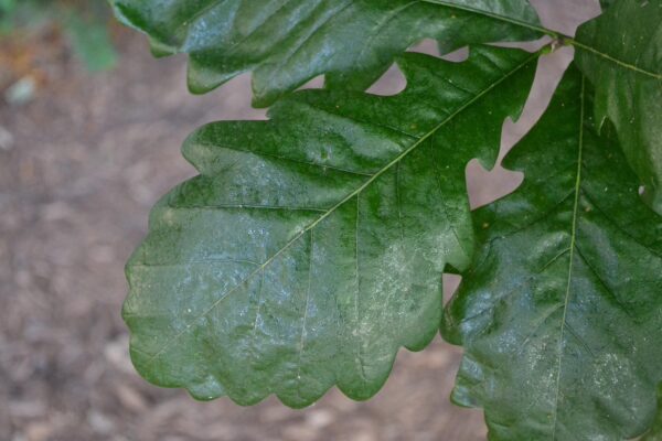 Quercus × warei ′Long′ [sold as Regal Prince®] - Leaf