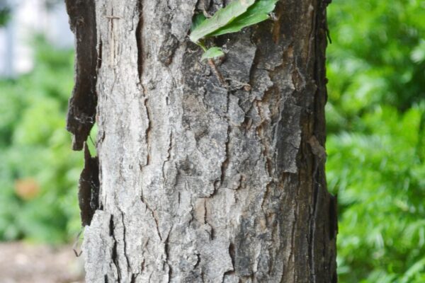 Quercus × warei ′Long′ [sold as Regal Prince®] - Bark