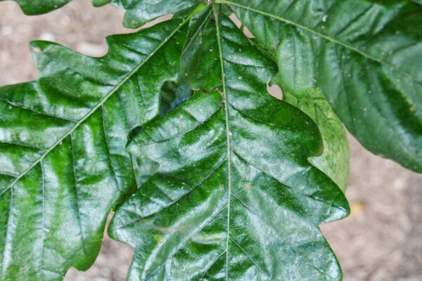Quercus × warei ′Long′ [sold as Regal Prince®] - Foliage