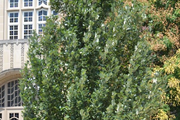 Quercus × warei ′Long′ [sold as Regal Prince®] - Overall Tree in Summer