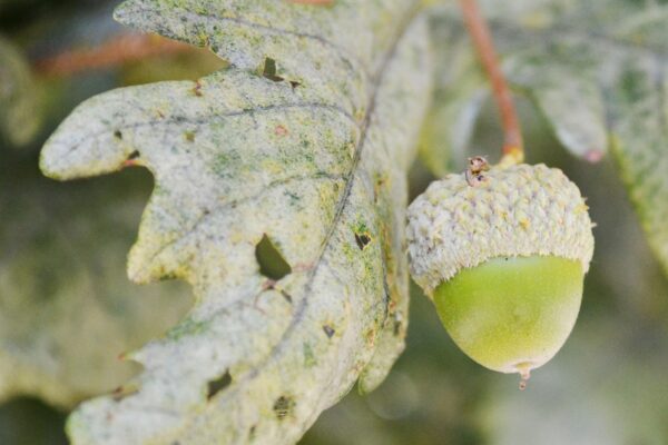 Quercus × warei ′Long′ [sold as Regal Prince®] - Acorn