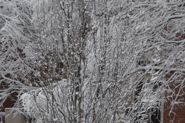 Quercus × warei ′Long′ [sold as Regal Prince®] - Winter Habit