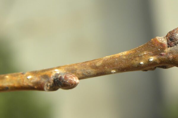 Quercus × warei ′Long′ [sold as Regal Prince®] - Bud