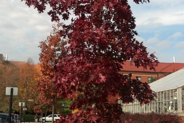 Quercus coccinea - Habit - Young Tree in Fall