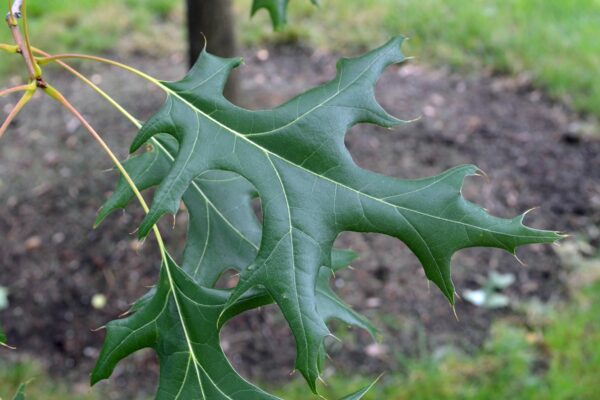 Quercus coccinea - Leaf