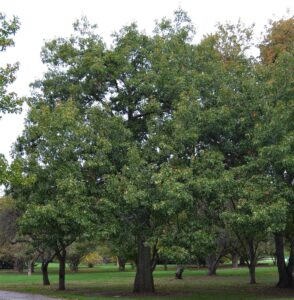 Quercus coccinea - Habit - Mature Tree