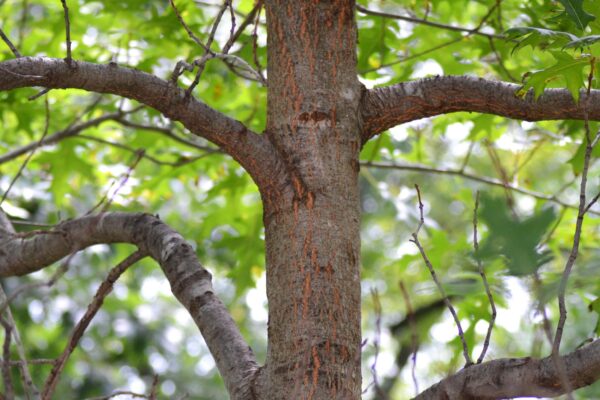 Quercus coccinea - Bark