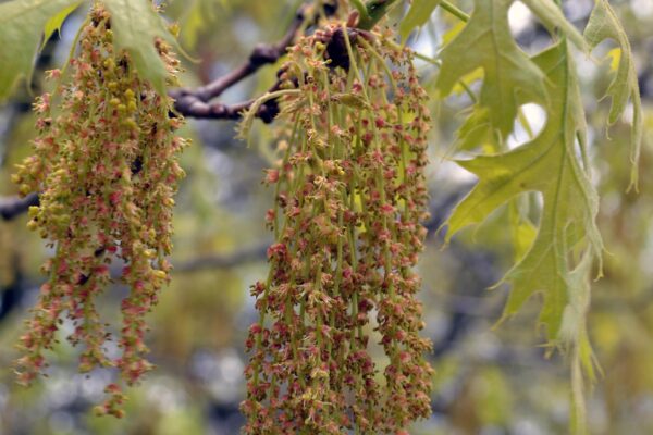 Quercus coccinea - Flowers