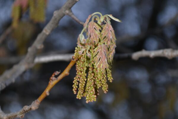 Quercus coccinea - Emerging Leaves and Flowers