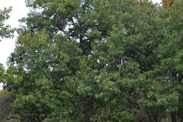 Quercus coccinea - Habit - Mature Tree