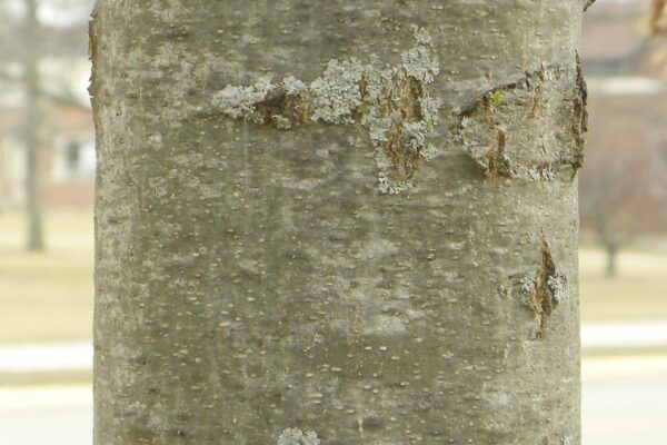 Quercus ellipsoidalis - Bark