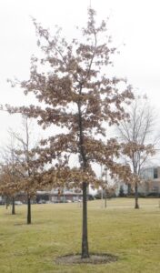 Quercus ellipsoidalis - Winter Habit