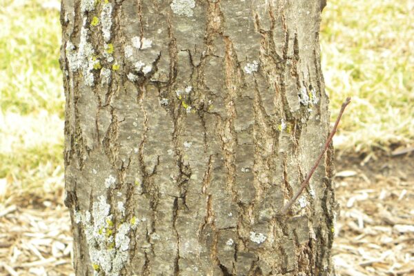 Quercus ellipsoidalis - Bark