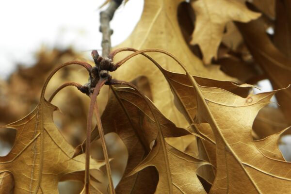 Quercus ellipsoidalis - Buds and Dried Foliage