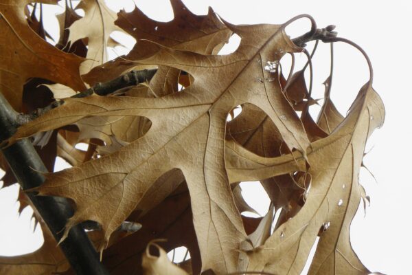 Quercus ellipsoidalis - Buds and Dried Foliage