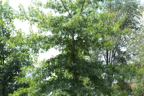 Quercus ellipsoidalis - Summer Habit