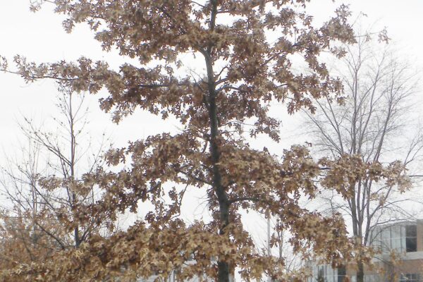 Quercus ellipsoidalis - Winter Habit