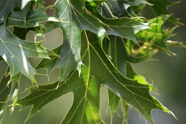 Quercus ellipsoidalis - Leaf