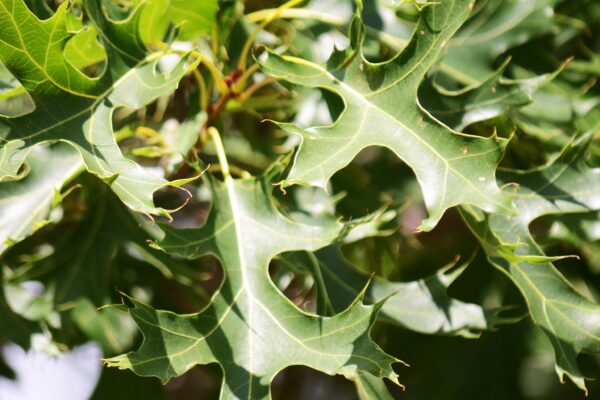 Quercus ellipsoidalis - Foliage