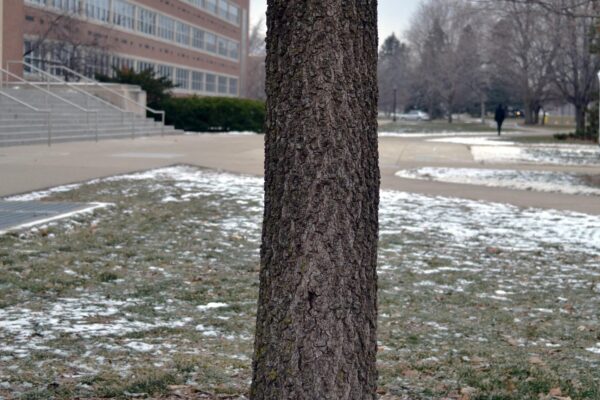 Quercus falcata - Bark