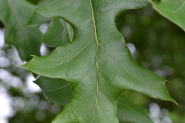 Quercus falcata - Leaf