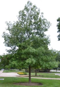 Quercus falcata - Overall Habit