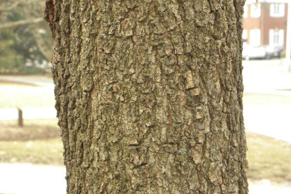 Quercus falcata - Bark